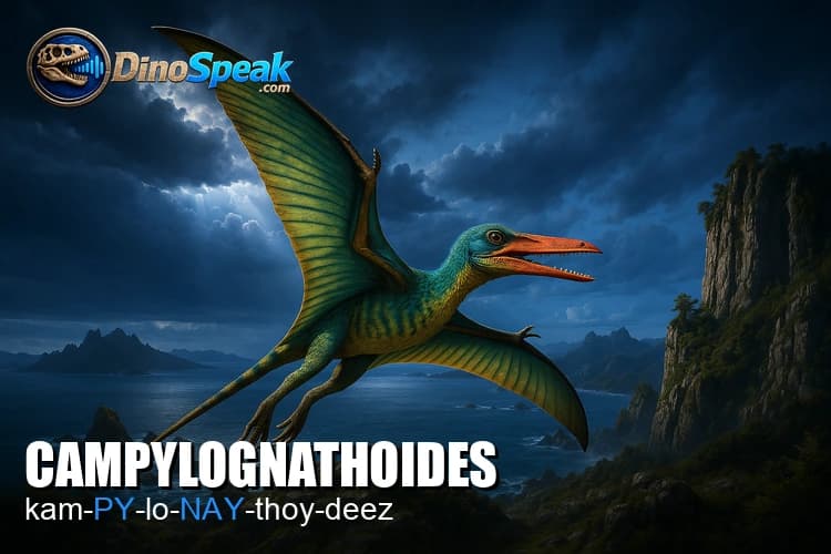 Campylognathoides picture