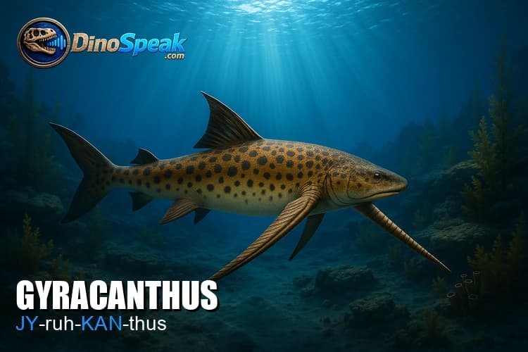 Gyracanthus picture