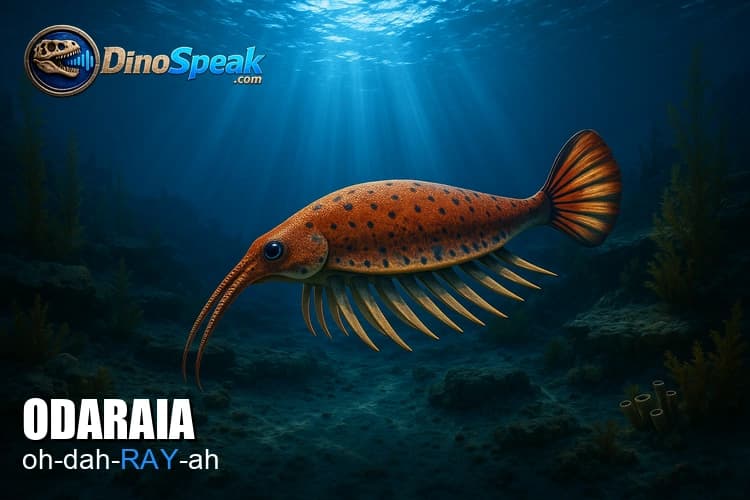 Odaraia picture