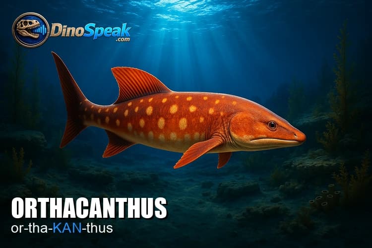 Orthacanthus picture