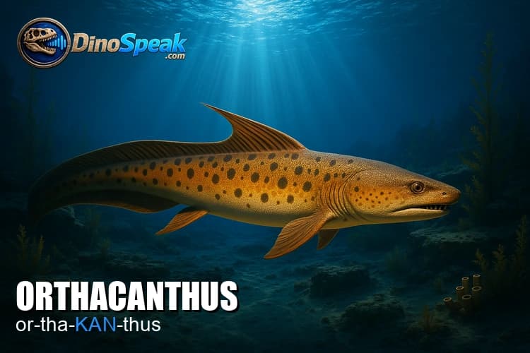 Orthacanthus picture