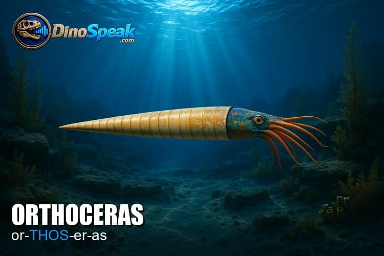 Orthoceras picture
