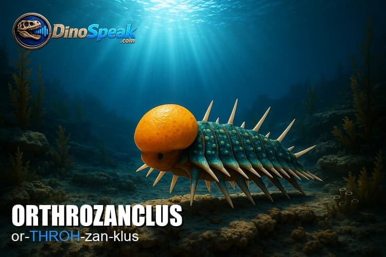 Orthrozanclus picture