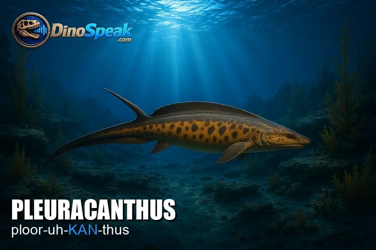 Pleuracanthus picture