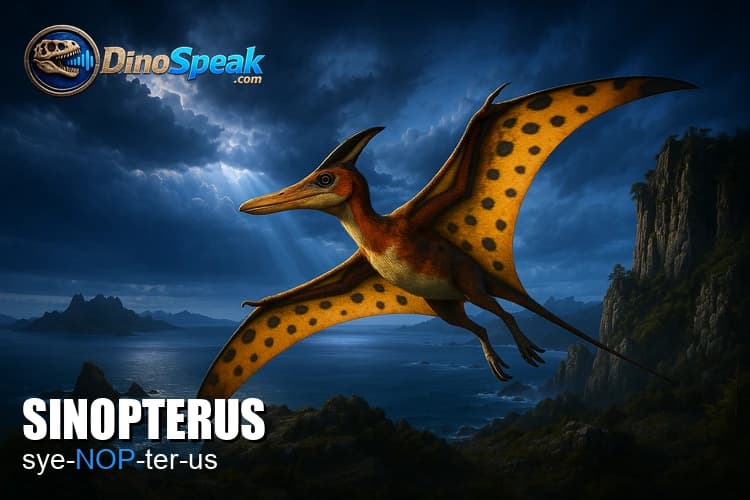 Sinopterus picture