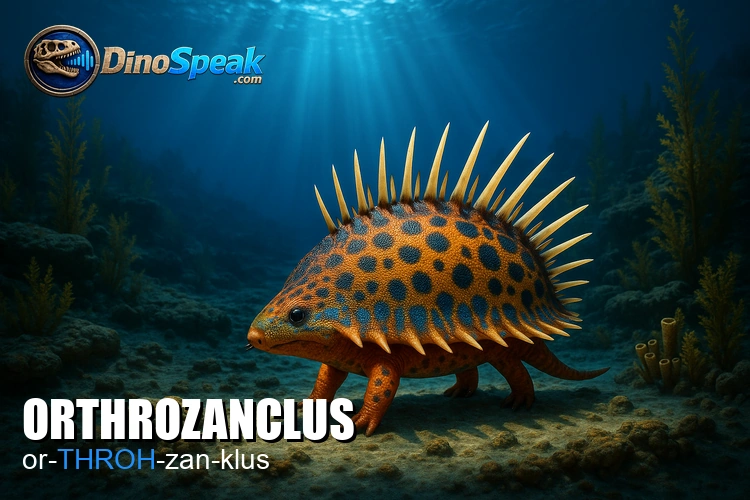 Orthrozanclus